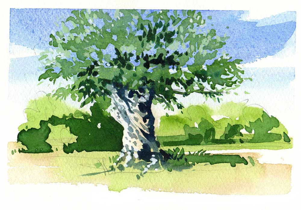 Ancient olive tree - Painting vacation in the South of France